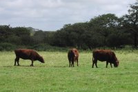 Devon cattle grazing our fields